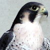 falco peregrinus calidus
