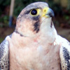 falco pelegrinoides babylonicus